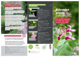 Balsamine de l'Himalaya (Indisches Springkraut)