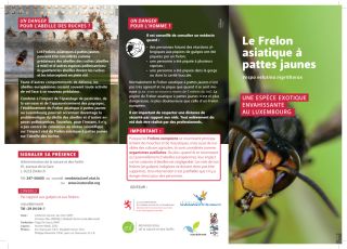 Le frelon asiatique (Vespa velutina nigrithorax)