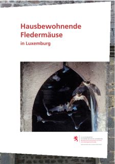 Hausbewohnende Fledermäuse  in Luxemburg